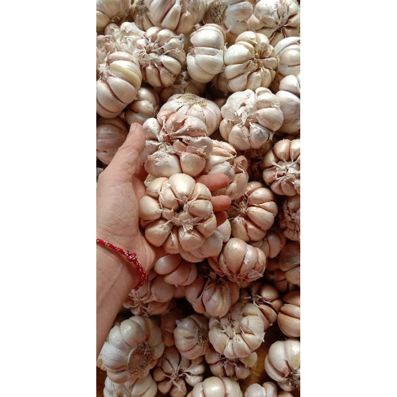 

bawang putih