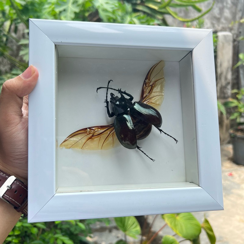 Insektarium Kumbang Tanduk / Awetan Serangga