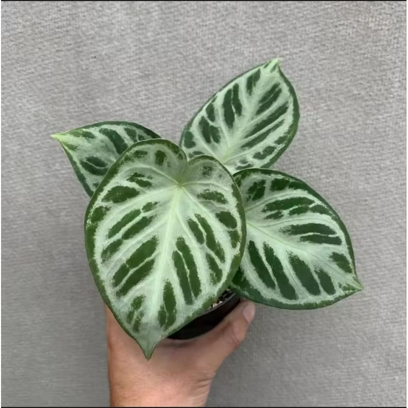 Kuping Gajah Silver Blush