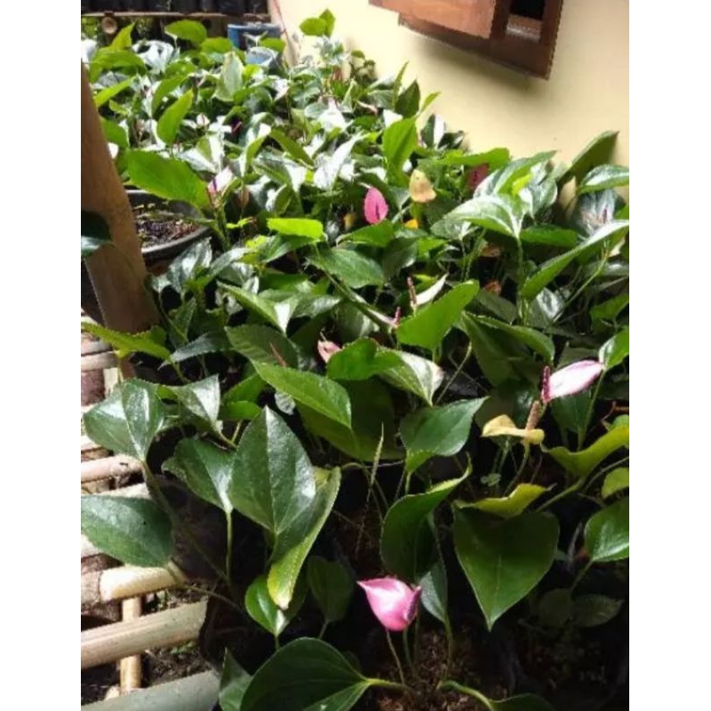 Tanaman anthurium ungu bunga kecil (sudah berbunga)