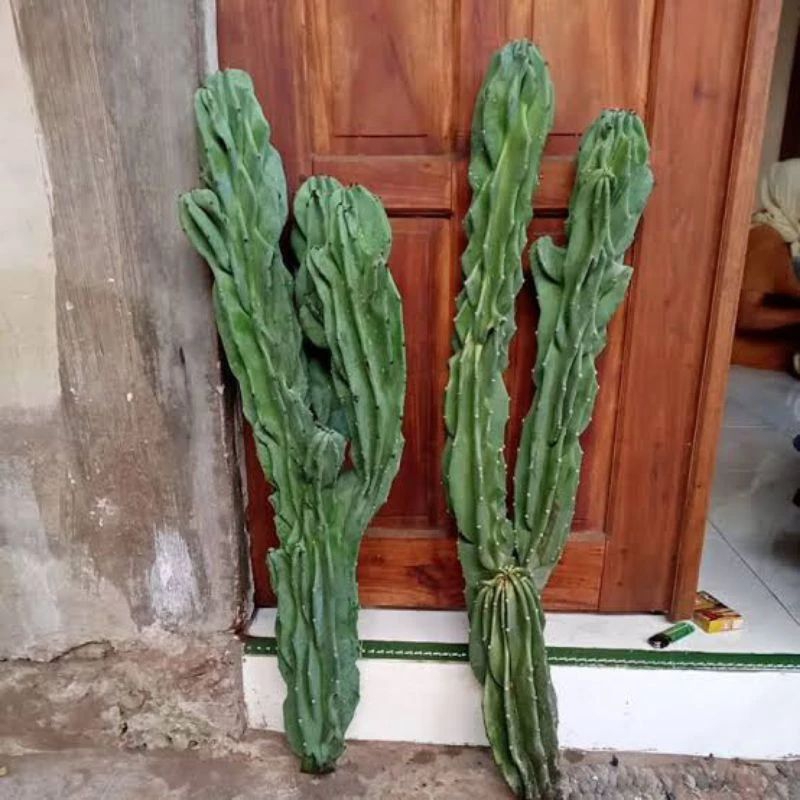 TANAMAN KAKTUS LILIN TINGGI 40CM - 70CM - POHON KAKTUS LILIN
