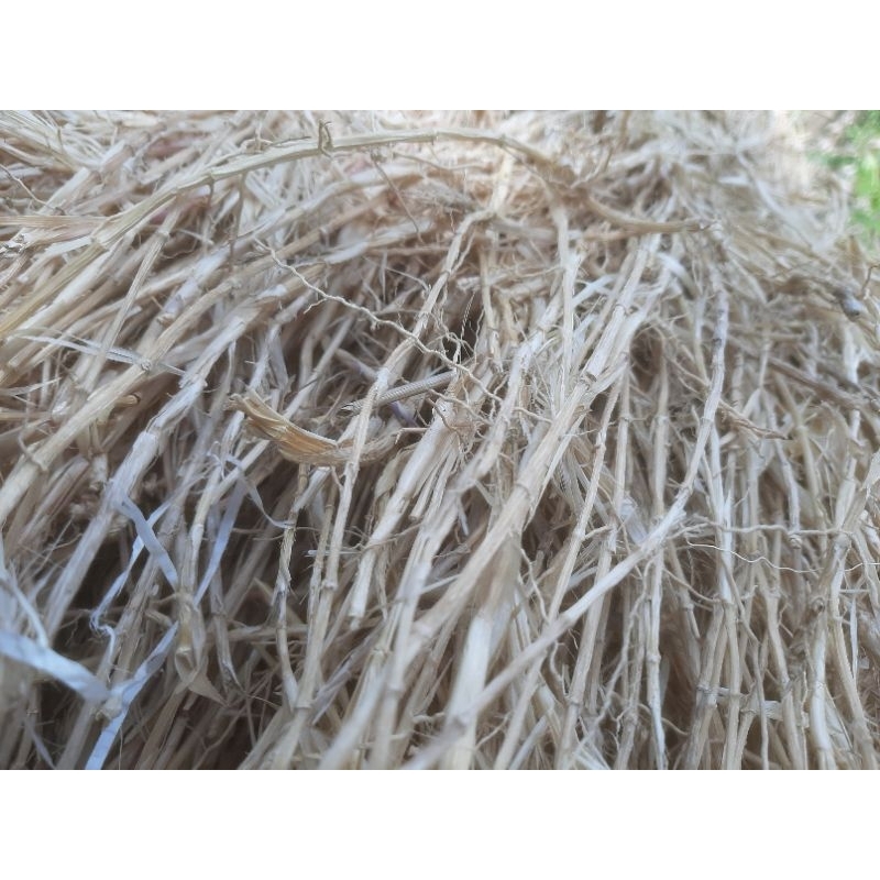 

Alang-alang 1 kg
