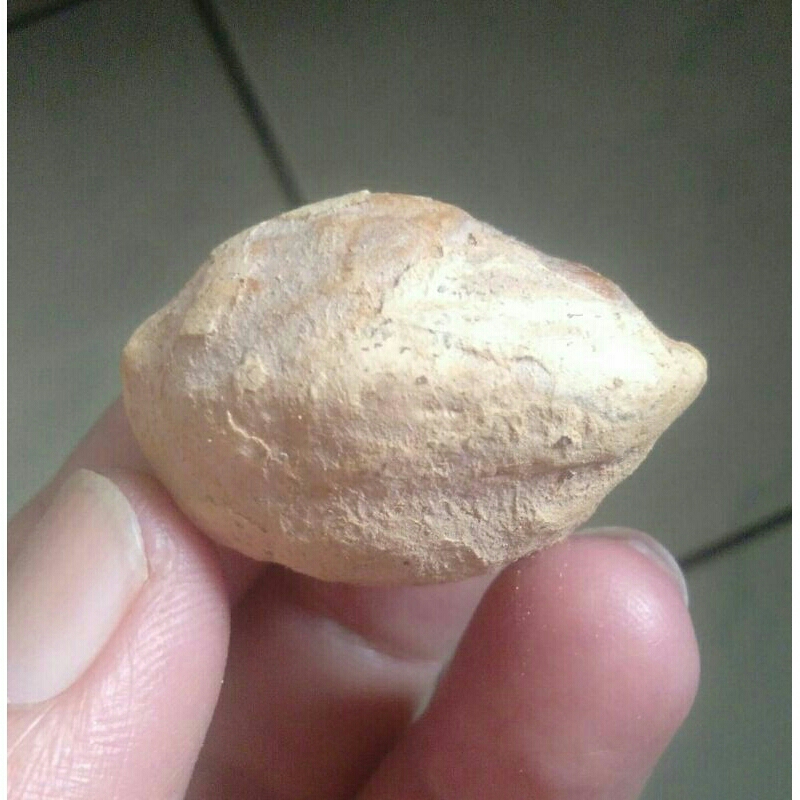 Kemiri Adu Muncang Adu Nyonyo ZT Ori Tua Jatuhan