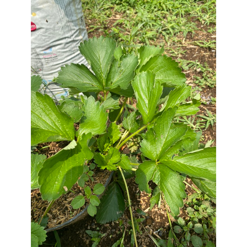 

Bibit strawberry buah besar manis