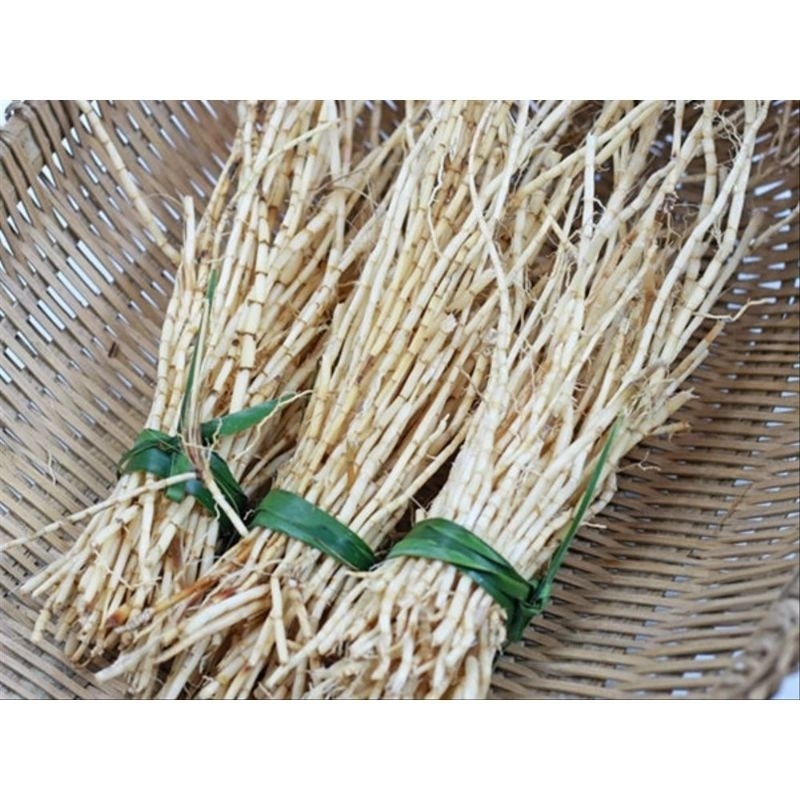 

PROMO!! Akar Alang Alang Segar 1 Kg