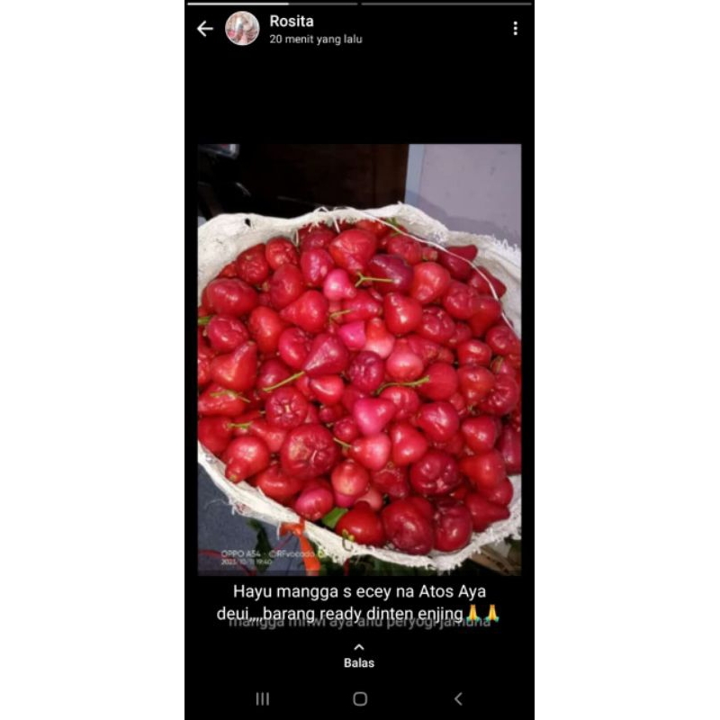 jambu air merah