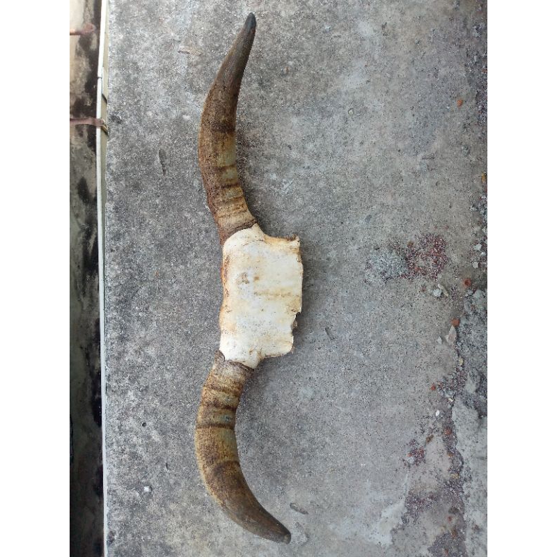 TANDUK SAPI/TENGKORAK SAPI