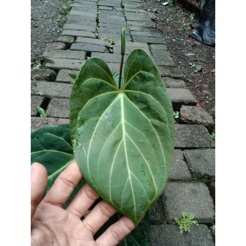 anthurium papillilaminum x dressleri