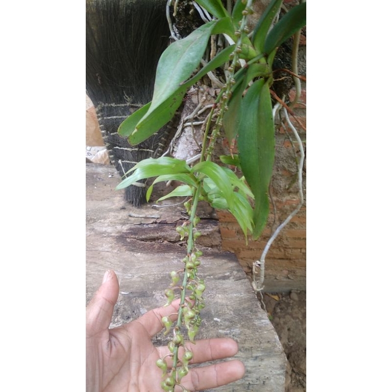 anggrek kuku macan siap berbunga