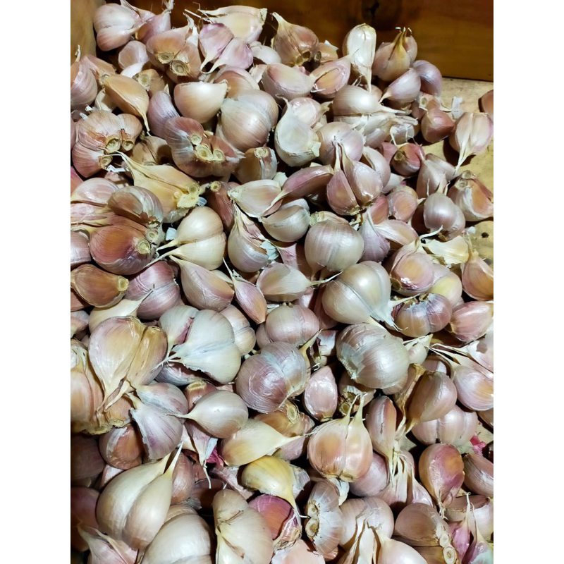 

Kating Garlic ( bawang putih kating ) Fresh, pembelian produk dihitung harga sesuai berat perKG nya