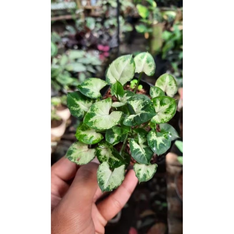 Syngonium Pixi Mini Liliput