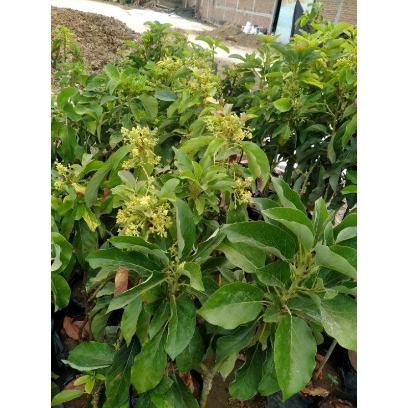 Bibit Alpukat Aligator Jumbo Berbunga