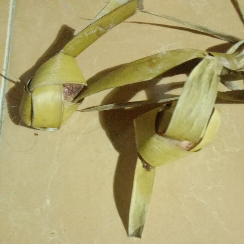 

Penangkal lapar