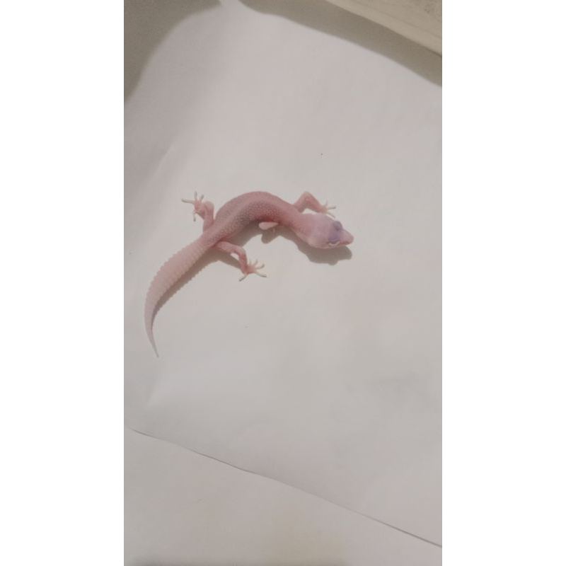 SSR PIED LINE SUPER PIED