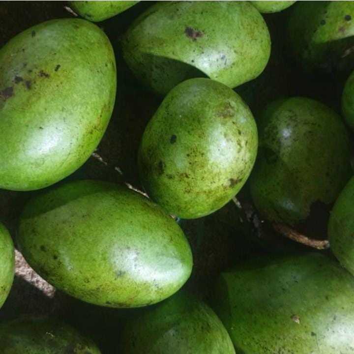 

Mangga muda - 1 Kg
