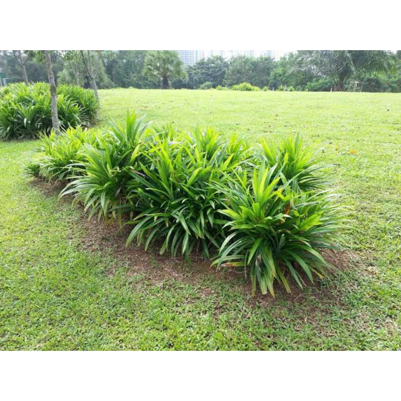 

Daun Pandan wangi kilo an