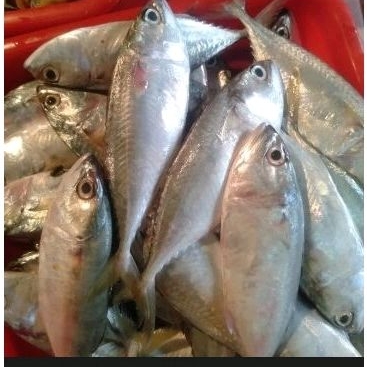 

Kembung Gepeng Fres 500gr