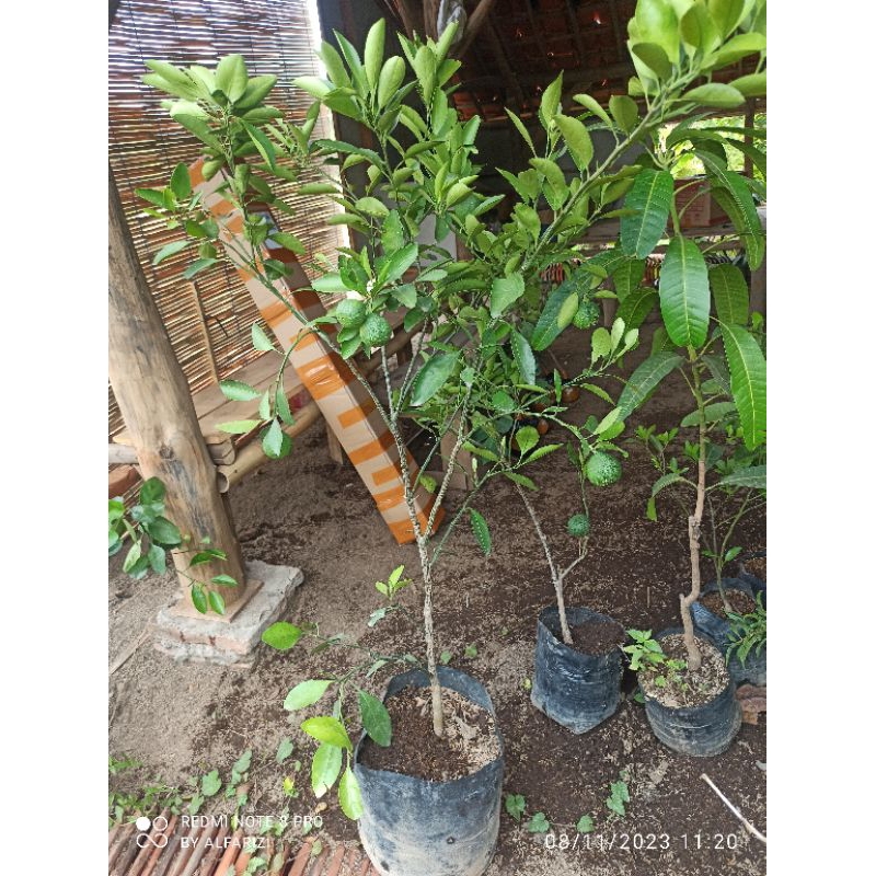 bibit jeruk Mandarin berbuah besar (polibag45)