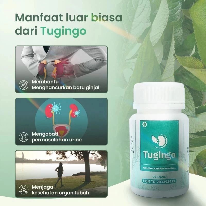 TUGINGO ORIGINAL - TUGINGO OBAT GINJAL © TUGINGO OBAT KENCING BERBUSA | TUGINGO ASLI ORIGINAL