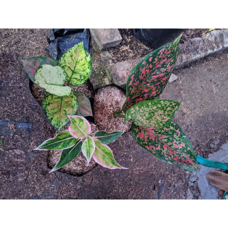 Paket aglonema Dud Gold - Lipstik Puding - Red Venus