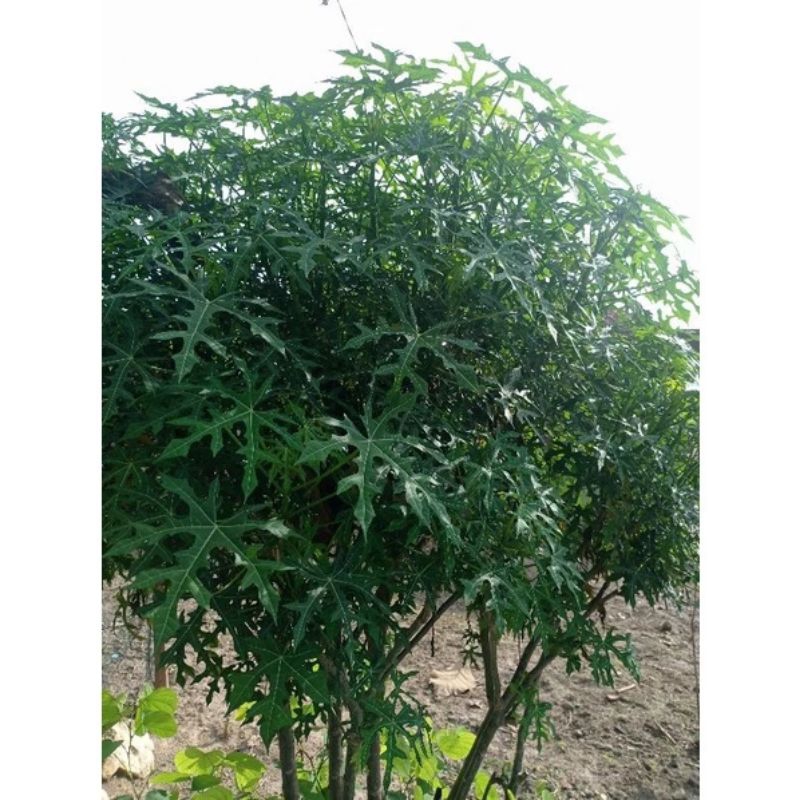 

Daun Gedi Pepaya jepang bisa di masak/sayur 500g