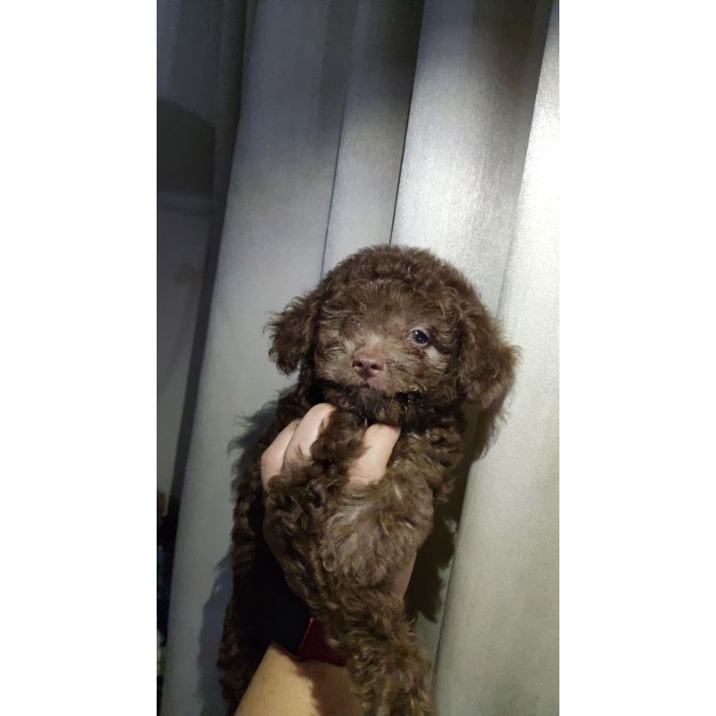 anjing toy poodle choco (warna langka) betina