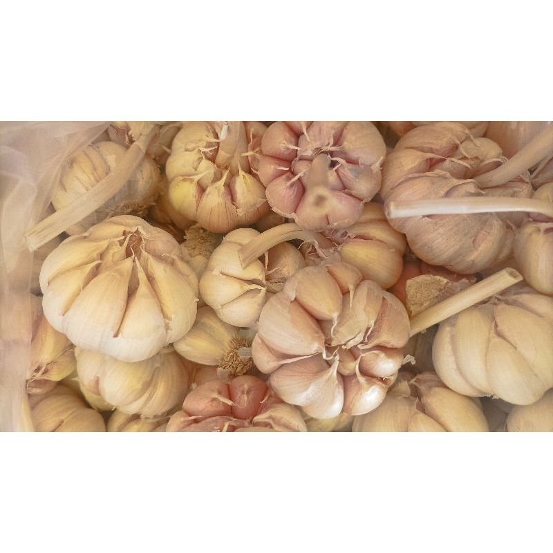 

bawang putih sinco
