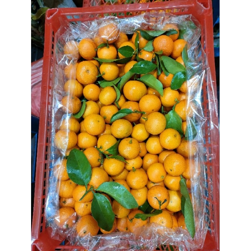 

Santang daun manis harga per kranjang