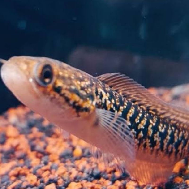 Asiatica Rsp kalimaya