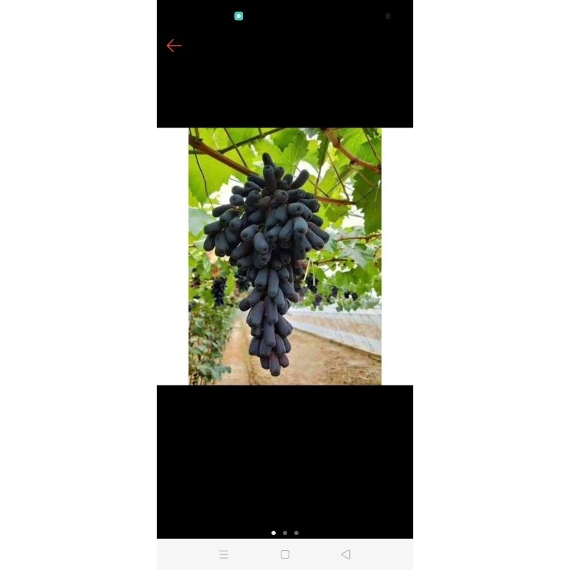 (BELI 5 GRATIS 1) bibit anggur hitam manis tanpa biji