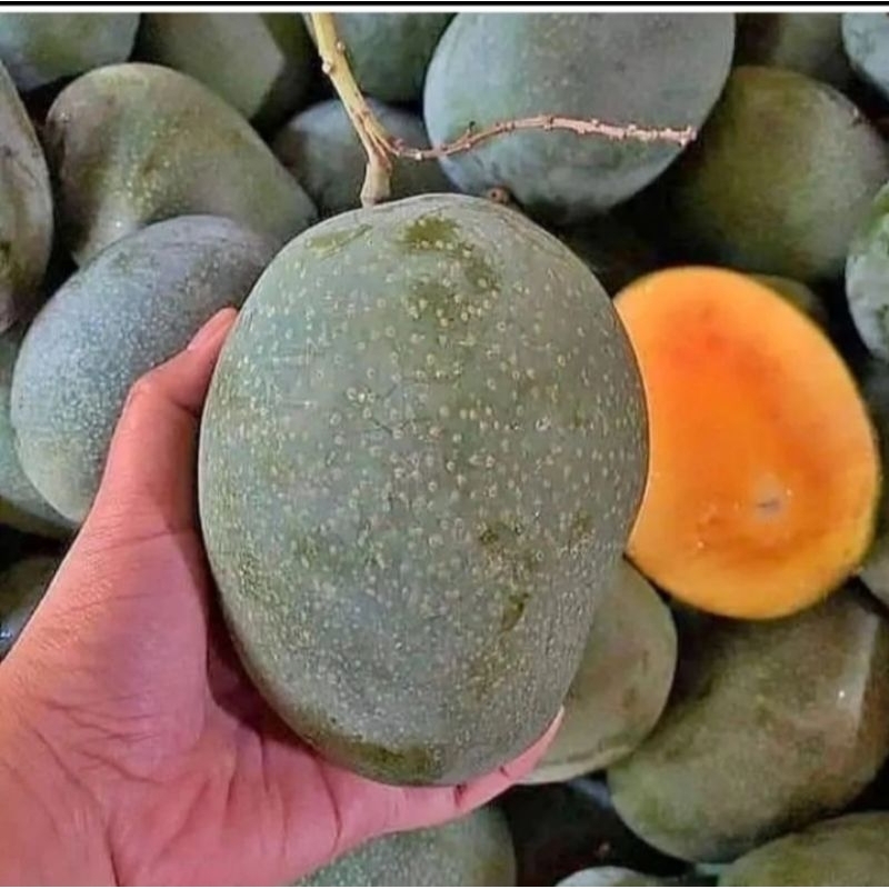 bibit mangga manalagi super