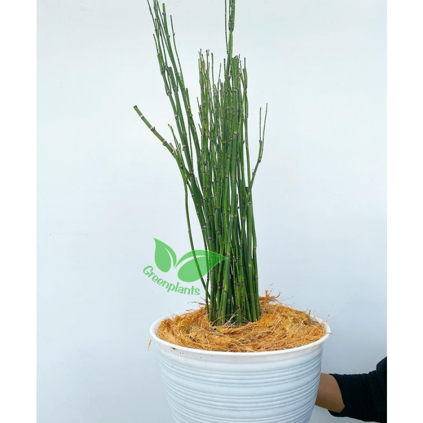 Tanaman hias Bambu air / Bambi Air / bambu air hidup/ bambu hiasan