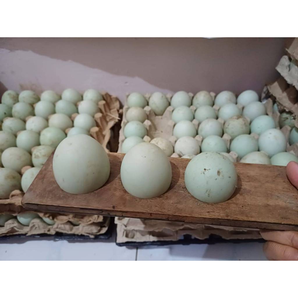 

Telur Bebek Mentah Omega 3 Fresh dari Farm Sendiri