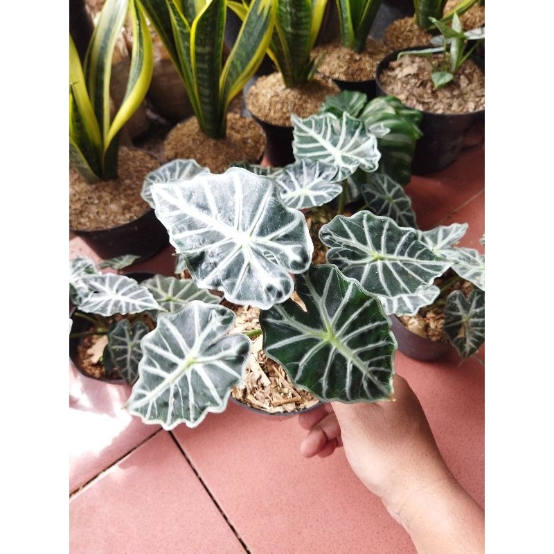 tanaman hias alocasia parasol - alokasia parasol