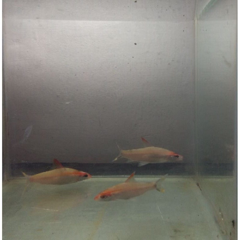 Puntius Denisoni golden