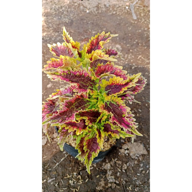 Kebahagiaan yang Berkembang: Coleus/Miana yang Memikat Hati