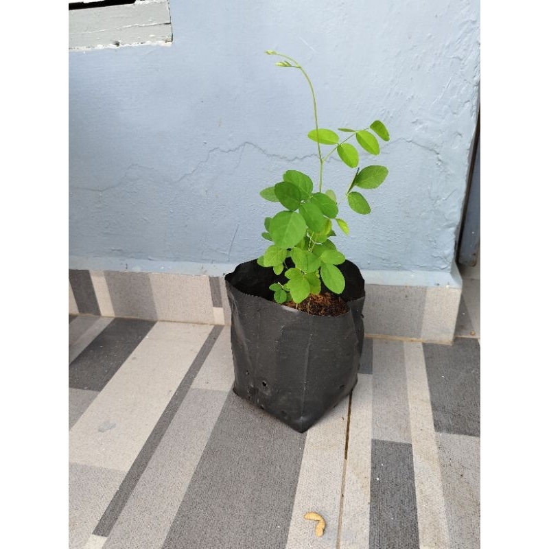 bibit bunga telang /tanaman bunga telang/anakan bunga telang