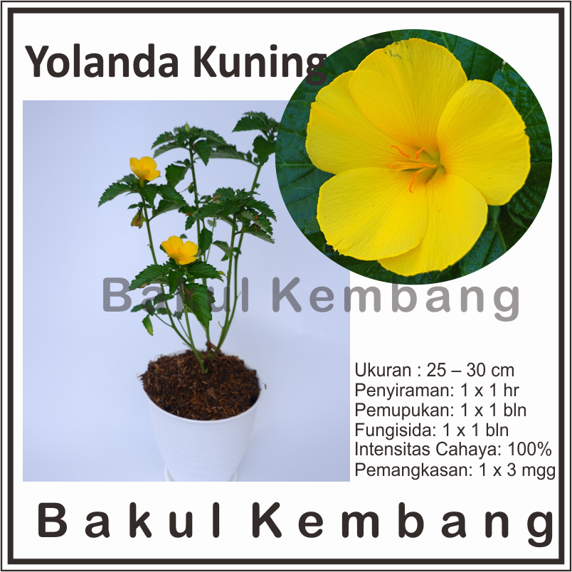 Yolanda kuning  (Myosurus L. Ranunculus)- Tanaman hias bunga yolanda kuning/buttercup kuning