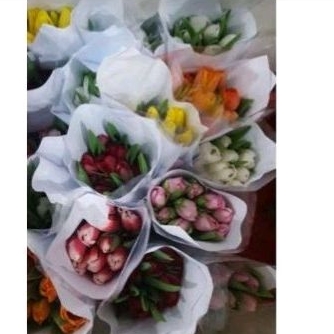 bunga tulip 1 tangkai bunga tulip asli