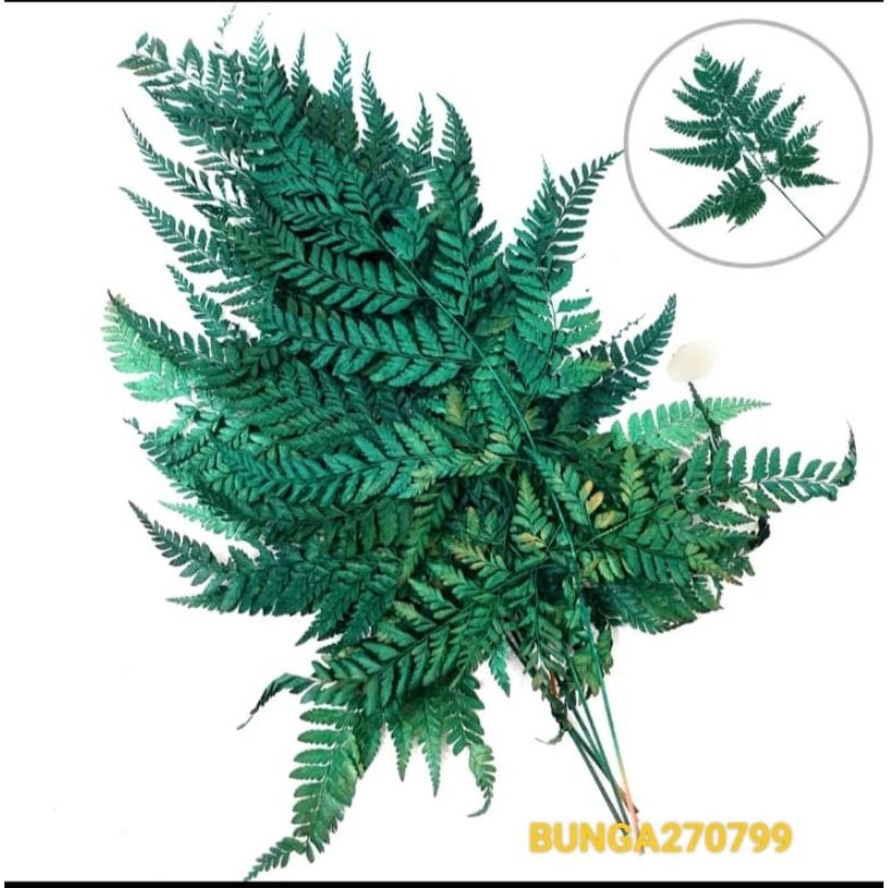 DAUN PAKIS KERING HIASAN BUKET BUNGA, SOUVENIR ,HIASAN  INTERIOR
