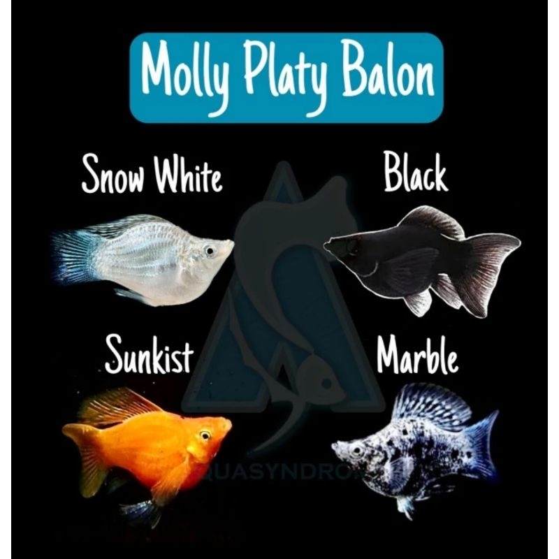 ikan molly balon indukan
