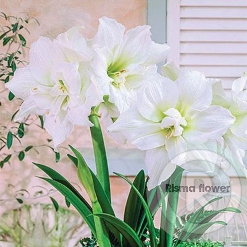 BUNGA BAKUNG AMARILIS BESAR BUNGA PUTIH / TANAMAN HIAS POHON BAKUNG AMARILIS BUNGA BESAR