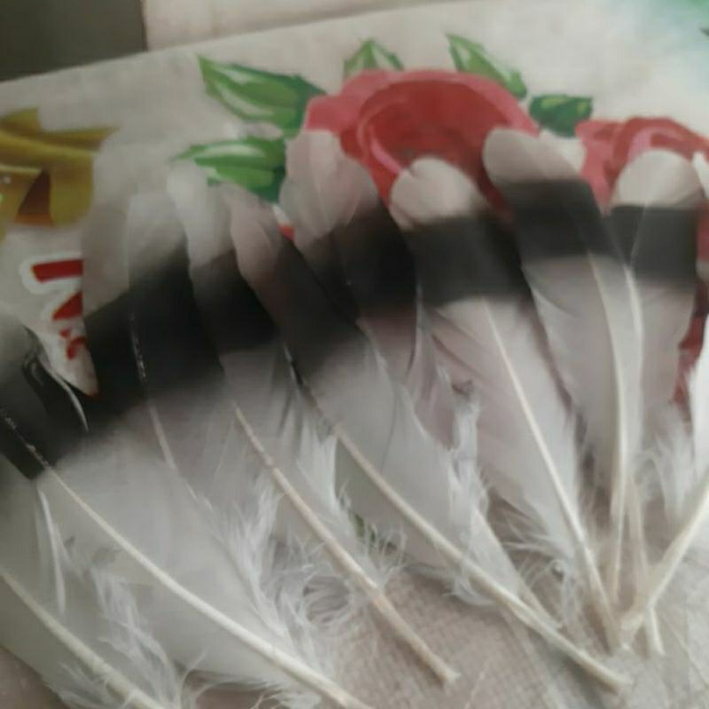 bulu bahan cincin tari 10 helai( bulu mirip enggang) bulu tari bulu aksesoris