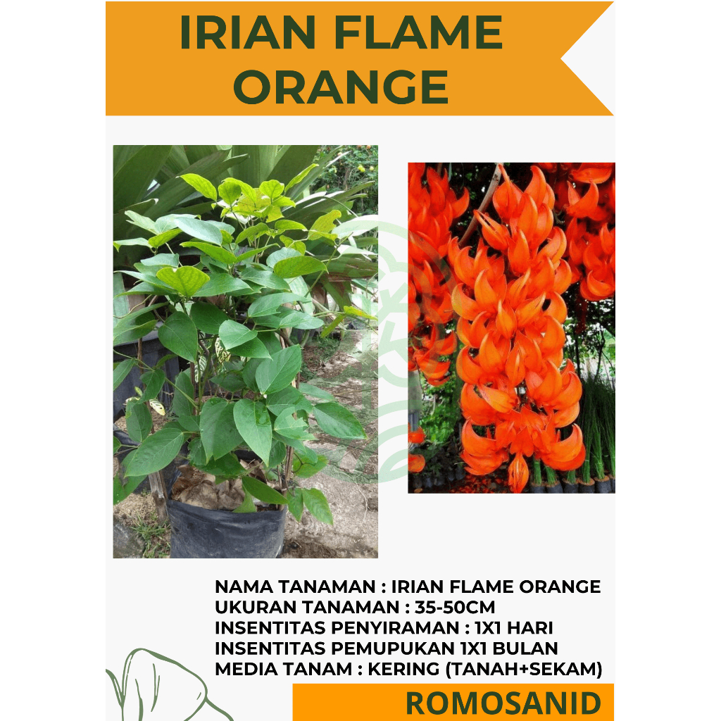 Tanaman Hias Bunga Irian Flame - pohon Irian Of Flame Orange - bibit bunga irian flame oren merambat