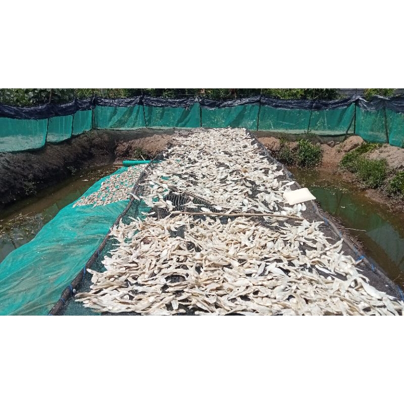 

ikan asin