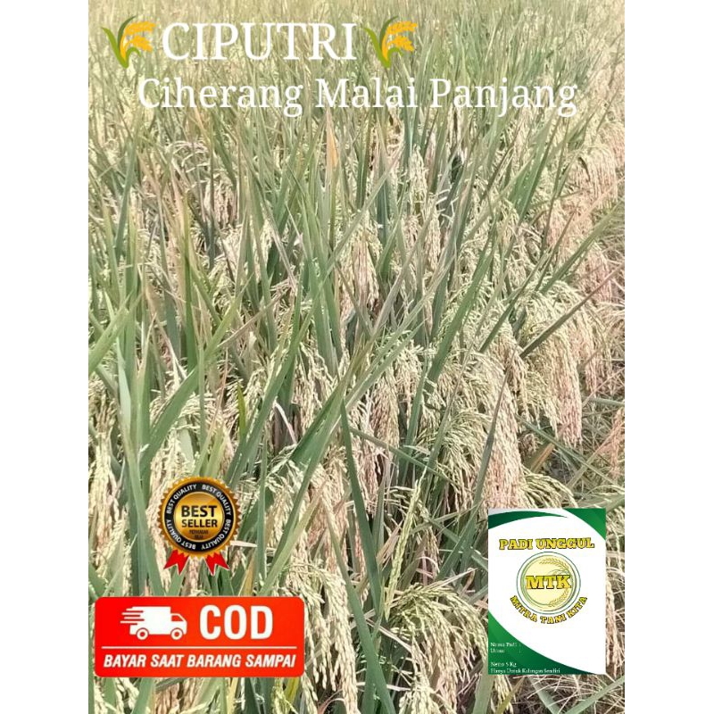 Benih padi CIPUTRI Ciherang malai panjang kemasan 5 kg