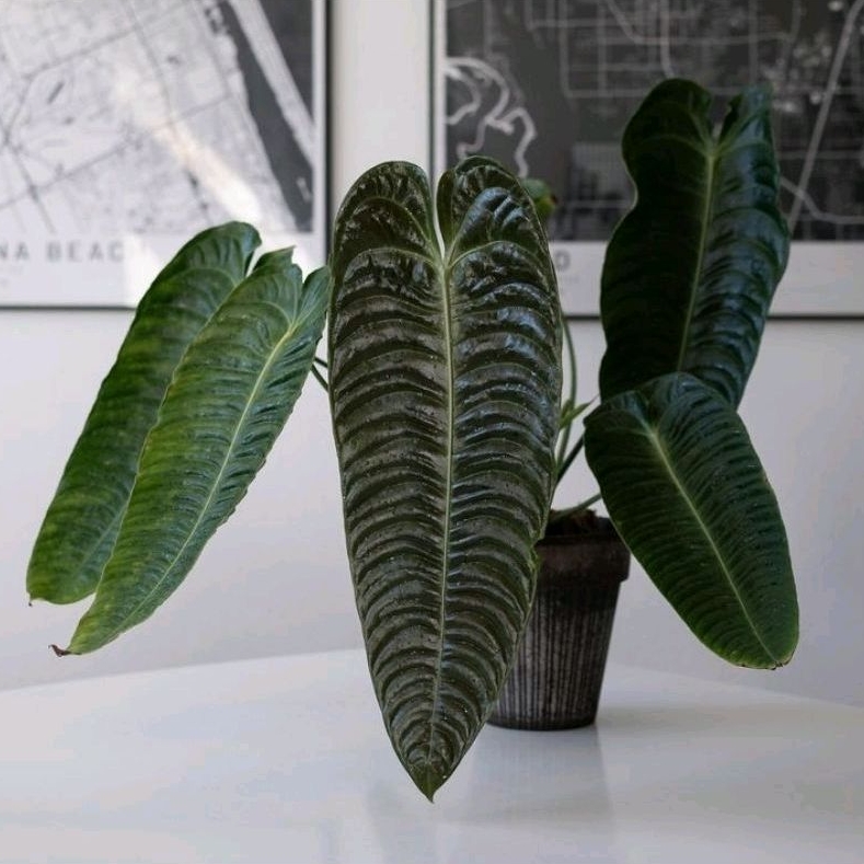 Anthurium veitchii original