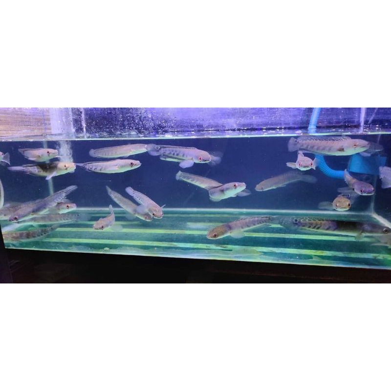 CHANNA MARU YELLOW SENTARUM/MARU YS SORTIRAN TERBAIK 12CM-23CM CABUNG,MARU YS FIN BATIK,GARANSI 100%