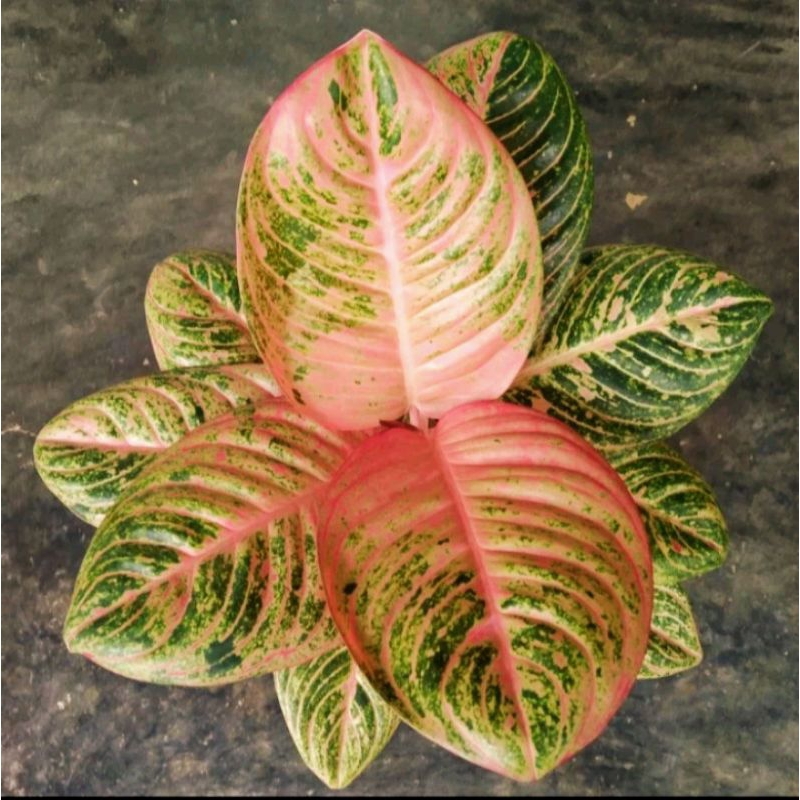 aglonema asri merah remaja daun 5-6 daun jumbo