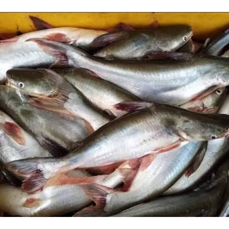 

ikan patin merah 1 ekor